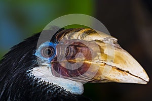 Female Papuan hornbill on a tree branch