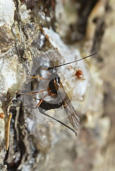 Female parasite wasp laying eggs in fir wood with resin