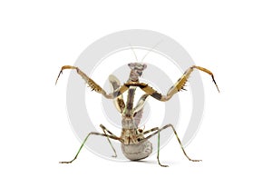 Female Parasphendale affinis