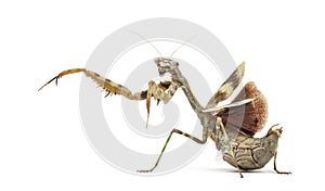 Female Parasphendale affinis