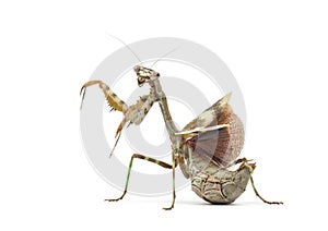 Female Parasphendale affinis