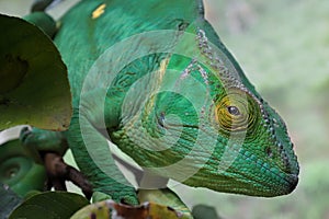 Female Parson`s Chameleon