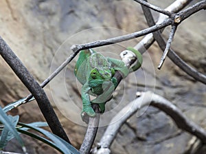 Female Parsons Chameleon