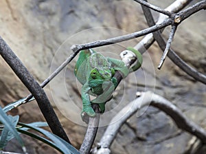Female Parsons Chameleon photo