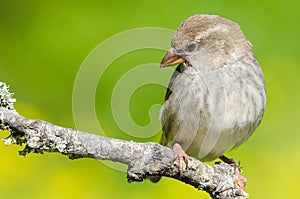 female Passer hispaniolensis or Gorrion Moruno on green background