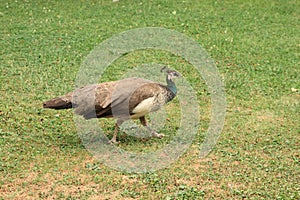 Female peacock