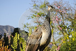 Female Peacock