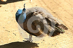 Female peacock. The bird on the farm