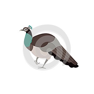 Female peacock bird isolated vector illustration.