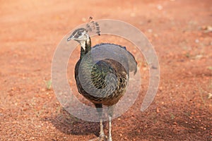 Female peacock close-up from the front