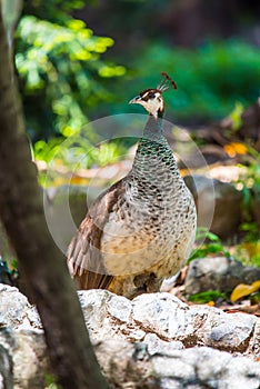 Female Peacock in a green field with an open tail