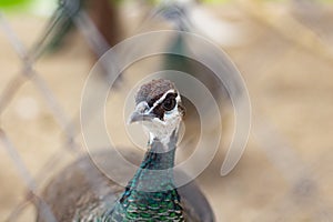 Female peacock .peacock head close-up
