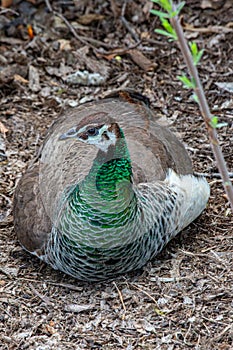 Peahen on the Ground photo