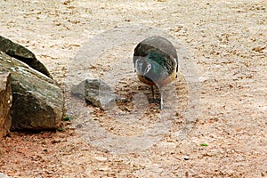 A female peacock strutting through the sand Pavo cristatus