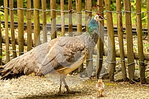 Female peacock walking with infant