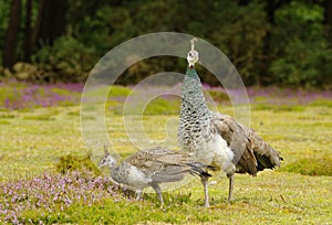Female peahen with peachick at her side. Cornwall, england photo