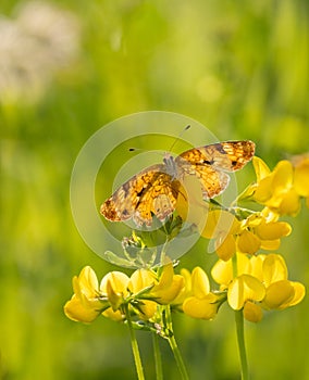A female pearl Crescent Butterfly on yellow Birds-foot blossoms