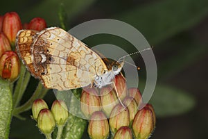 Female Pearly Crescentspot Butterfly on Butterfly Milkweed