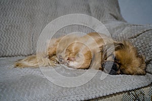 Female pekingese dog sleeping on the couch