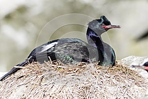 Female pelagic cormorant is sitting in a nest on a rock on a