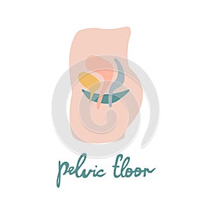 Female pelvic organs flat illustration