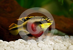 Female Pelvicachromis pulcher kribensis cichlid Aquarium fish