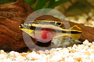 Female Pelvicachromis pulcher kribensis cichlid Aquarium fish