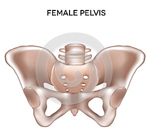 Female pelvis