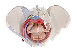 Female pelvis