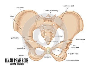 Female Pelvis Bone anatomy photo