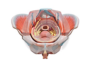 Female pelvis . Reproduction system anatomy