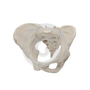 Female Pelvis Skeleton on white. 3D illustration