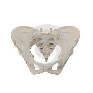 Female Pelvis Skeleton on white. Front view. 3D illustration