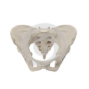 Female Pelvis Skeleton on white. Front view. 3D illustration photo