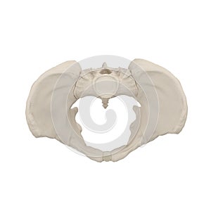 Female Pelvis Skeleton on white. Top view. 3D illustration