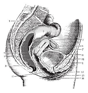 Female pelvis, vintage engraving