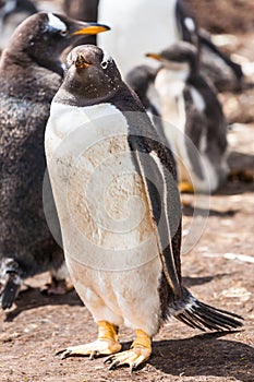 The female penguin Gentoo