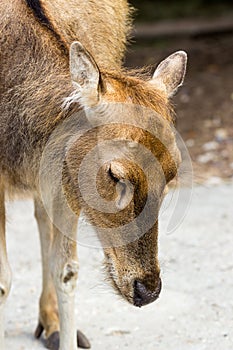 Female Pere Davids deer, summer hot day photo