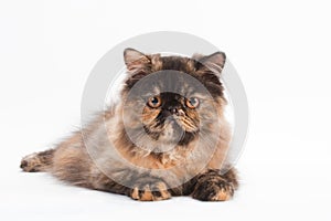 Female persian cat breed