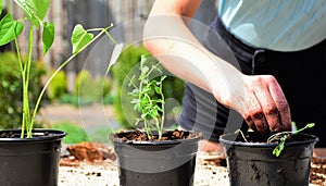 Female person putting seedlings in flower pots.