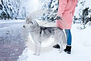 Female person walks in park with siberian husky