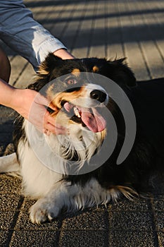 Female pet owner is stroking beloved black tricolor Australian shepherd dog on a head in park. Human contact with dog