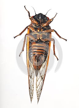 Female Pharaoh cicada (Magicicada septendecim), ventral view