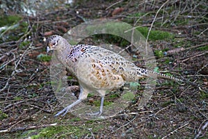 Female Pheasant