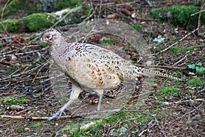 Female Pheasant