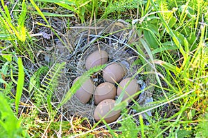 Female pheasant eggs. Abandoned nest with female pheasant eggs