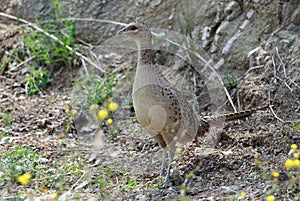 The female pheasant is in the field