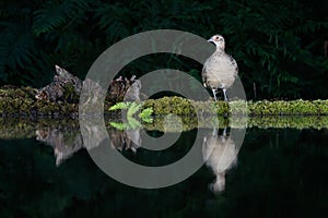 female pheasant at night with reflection