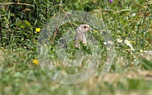 Female pheasant in a wild flower meadow