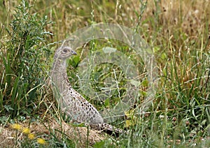 Female pheasant in a wild flower meadow